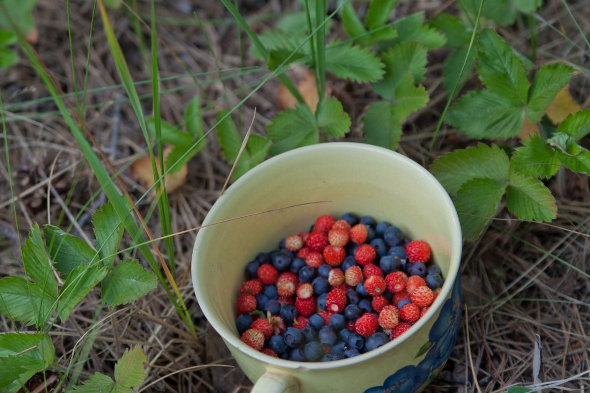 Ягоды в лесу для детей
