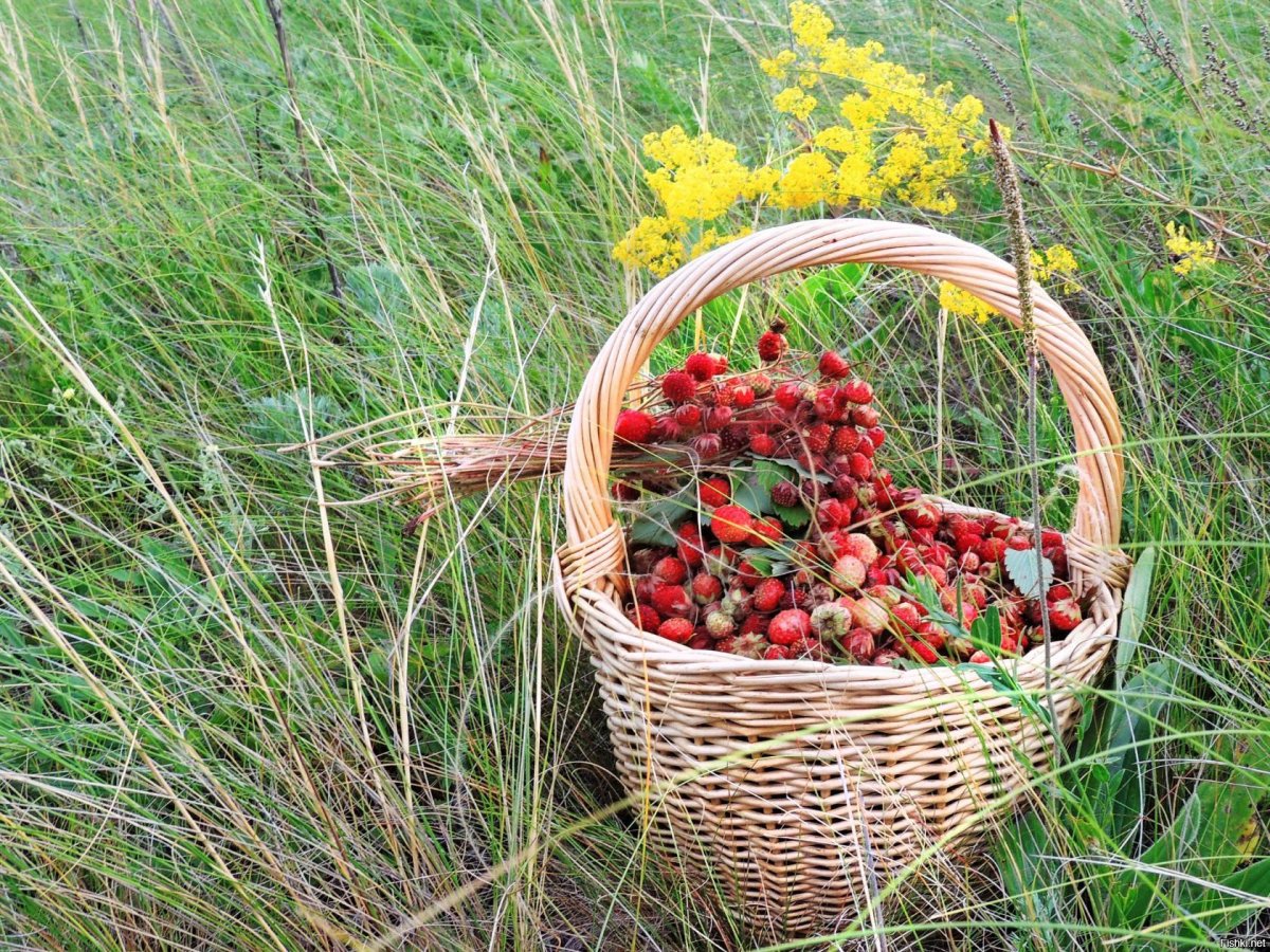 Грибы и ягоды