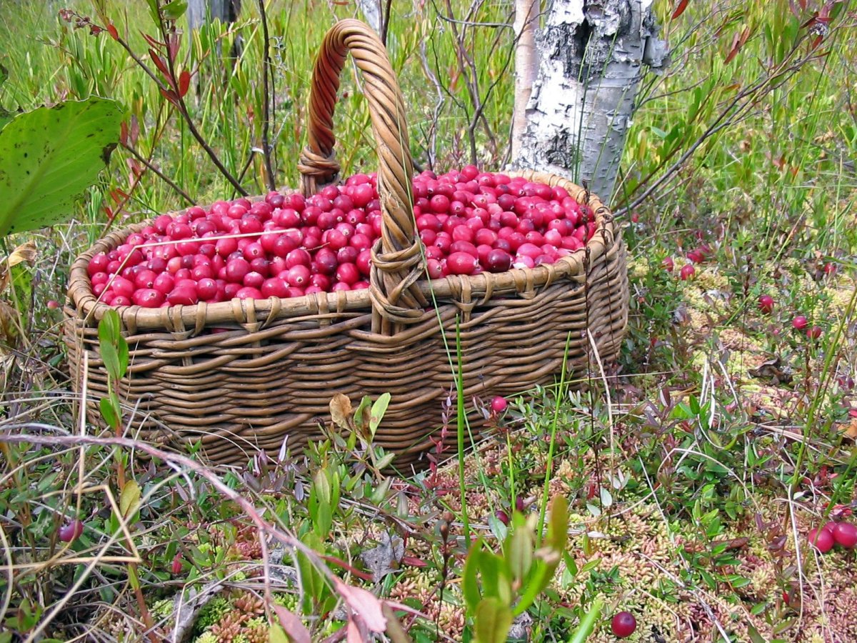 Клюква в корзинке