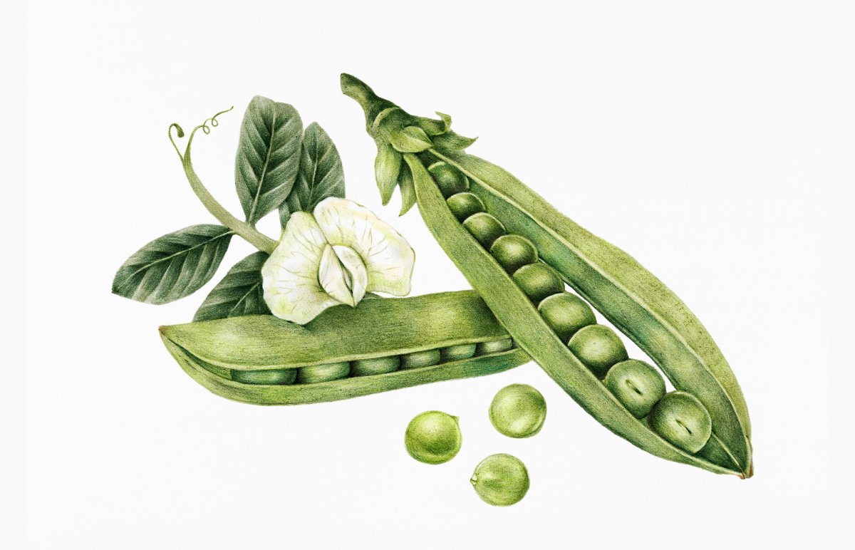 Стручок гороха рисунок