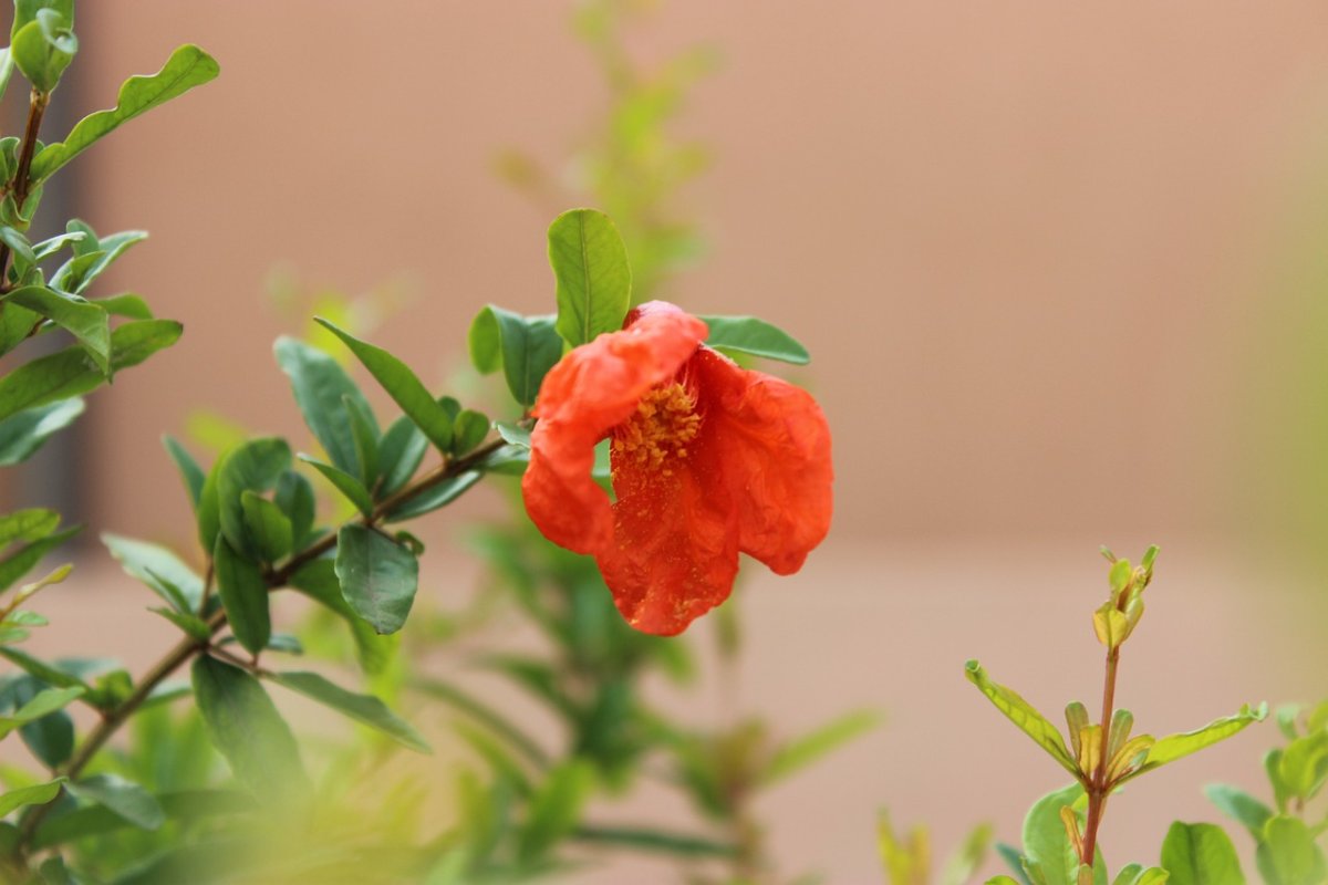 Гранат цветет