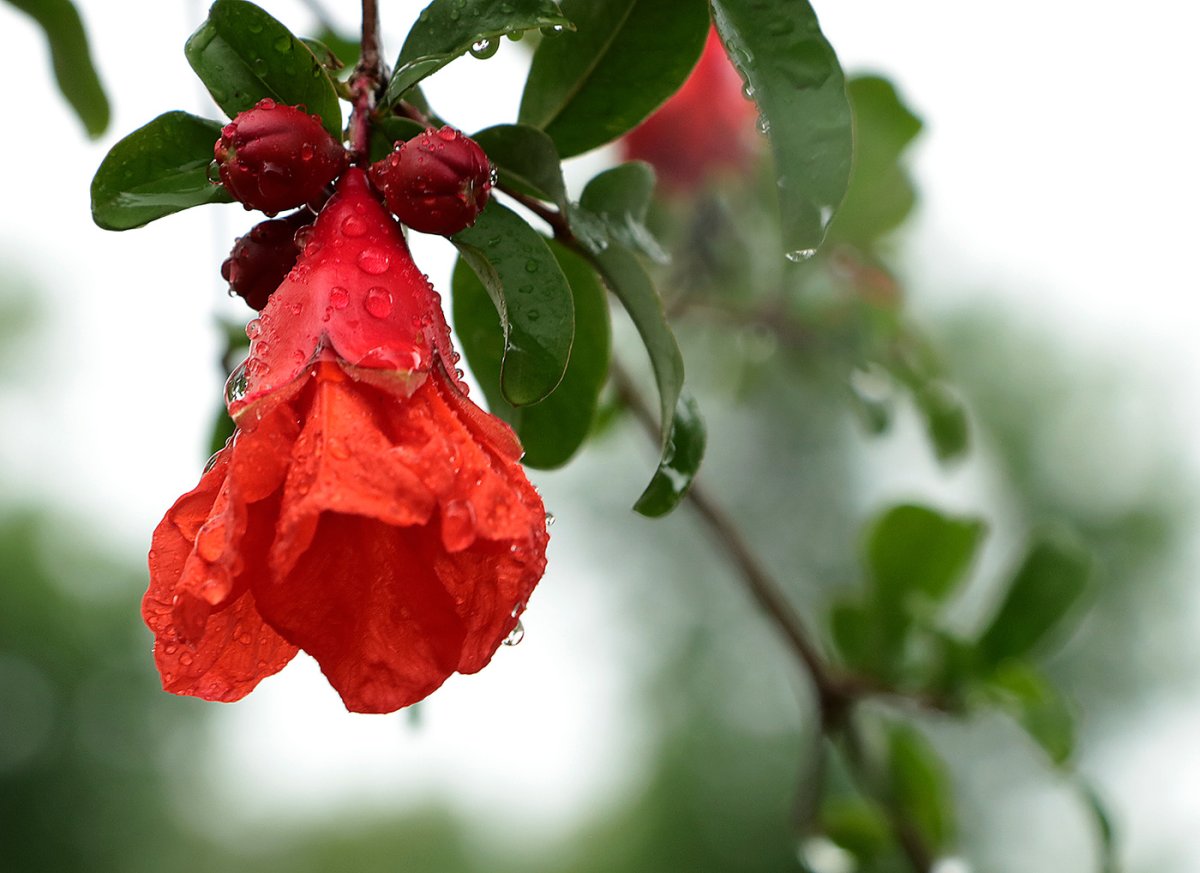 Цветущий гранат