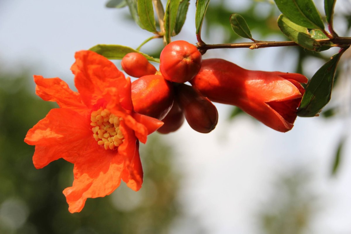 Строение цветка граната