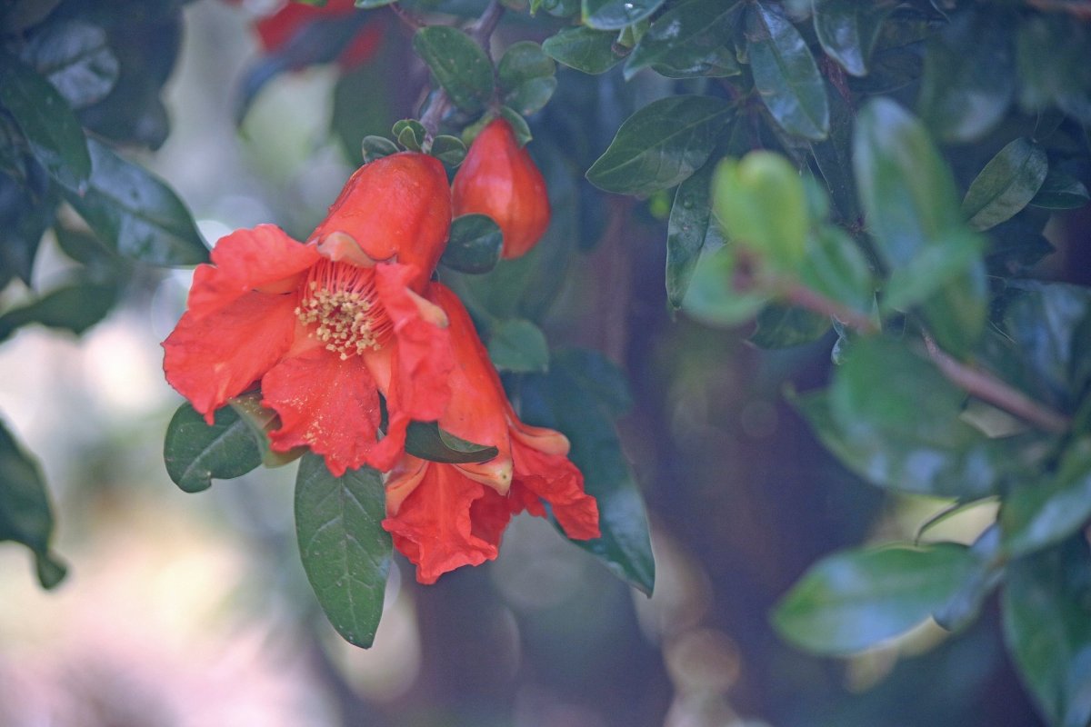 Цветущий гранат