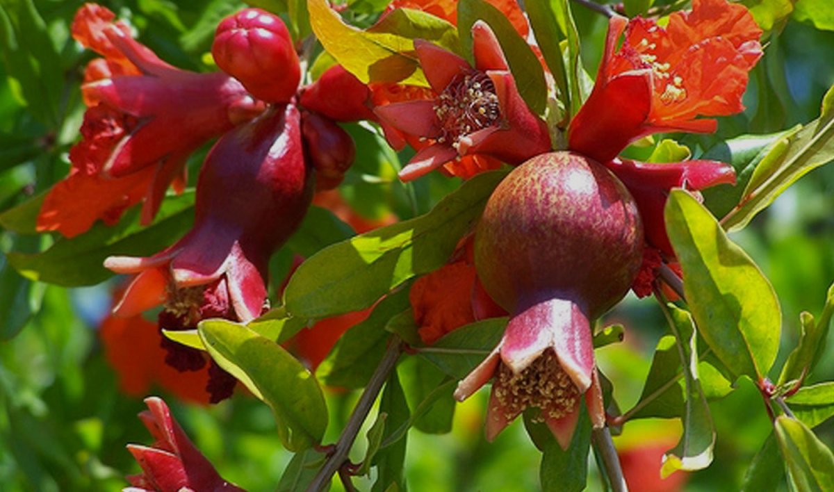 Паттерн с гранатами