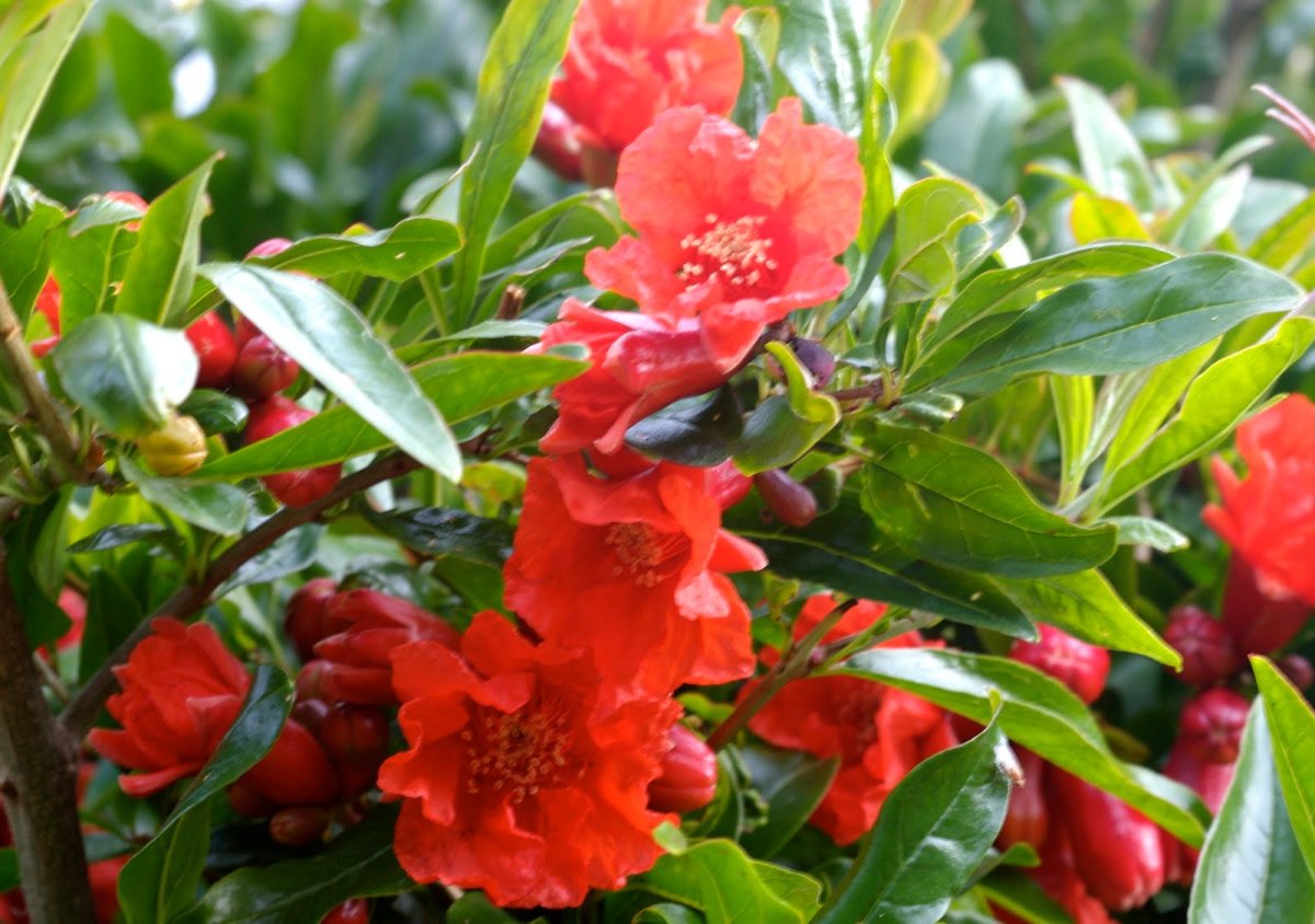 Цветки граната