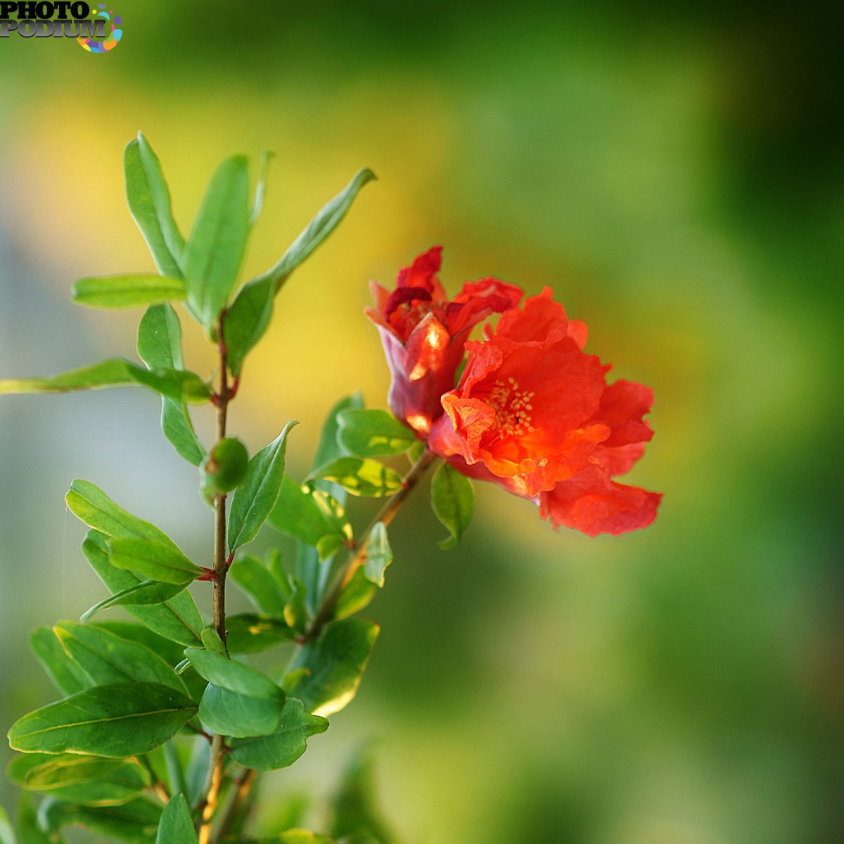 Гранатовое дерево цветение