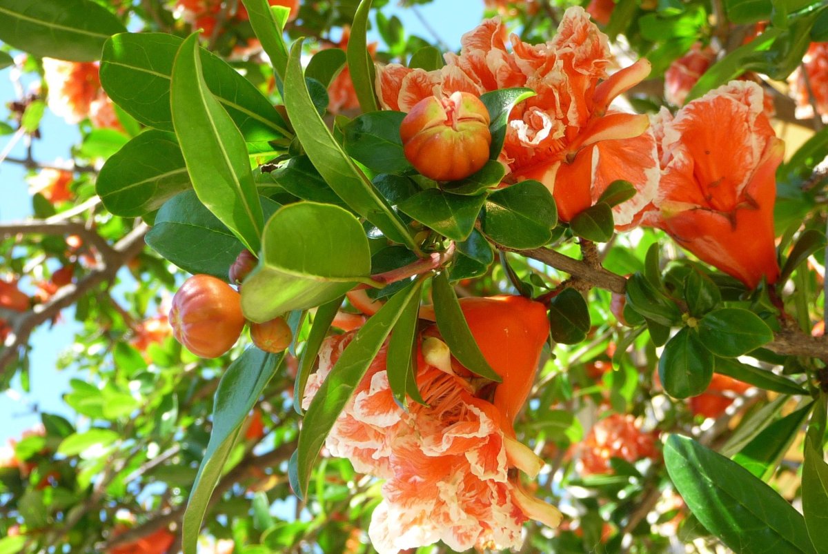 Вьюнок который цветет гранат