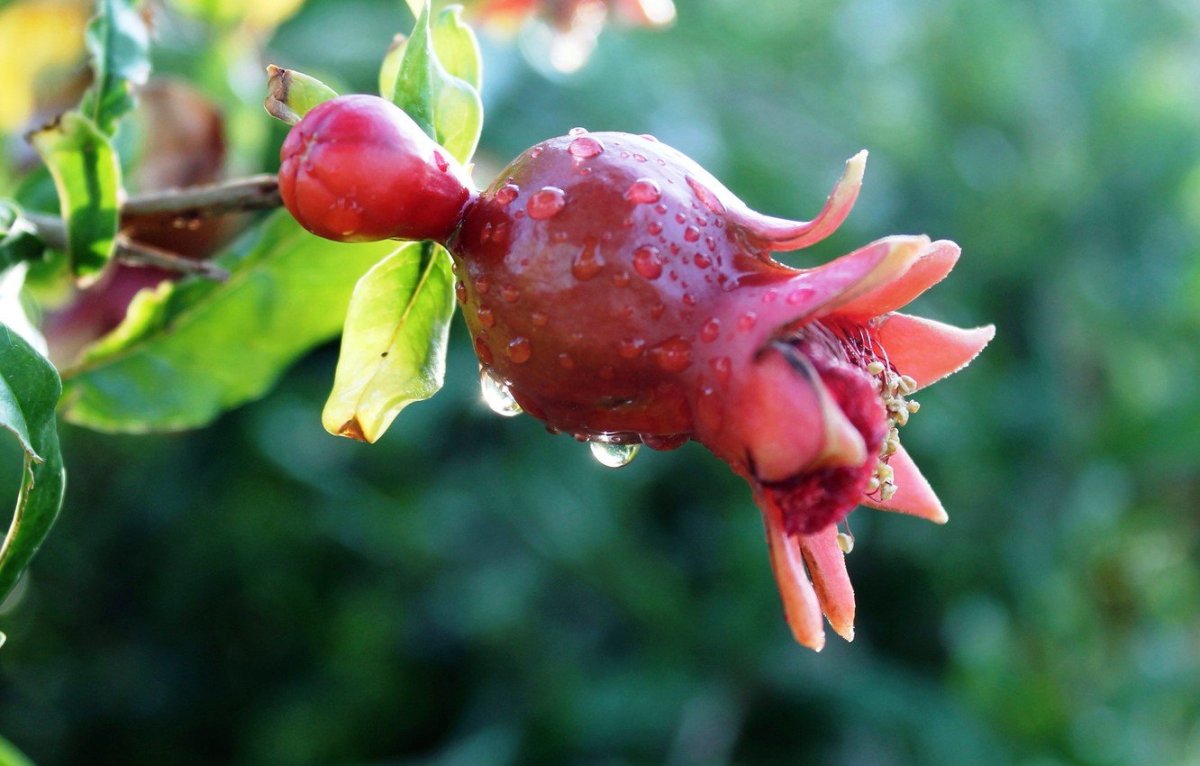 Гранат обыкновенный цветение