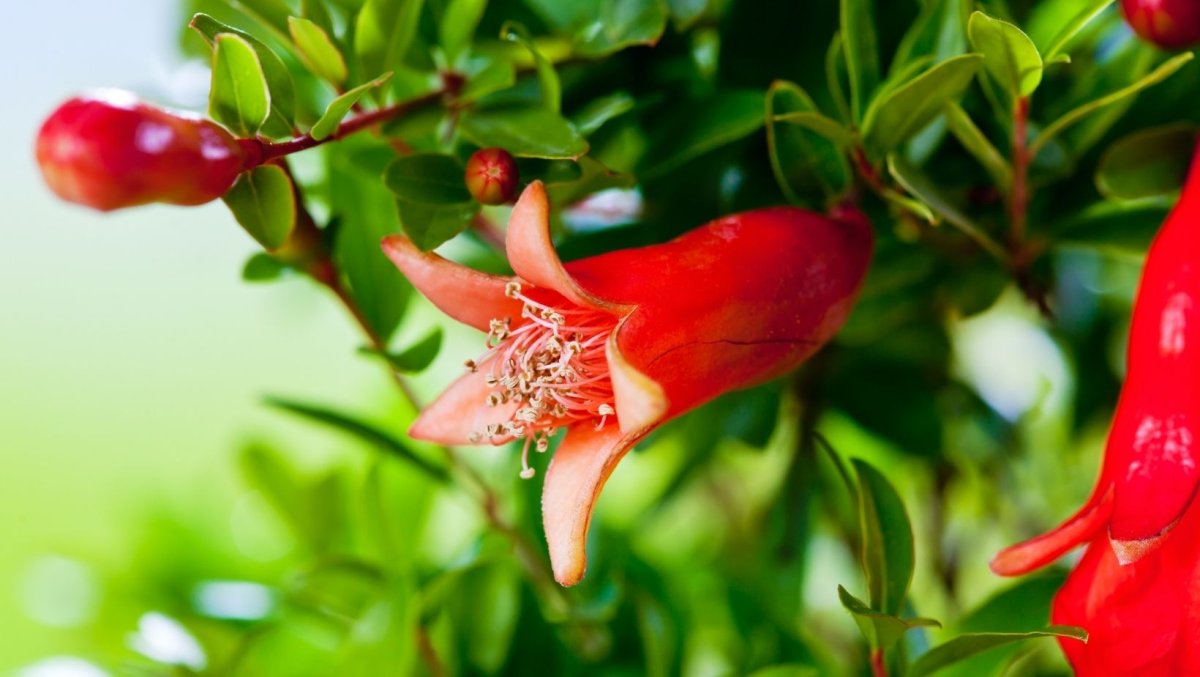 Цветущий гранат