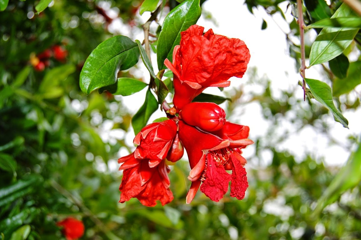 Гранат дерево цветет