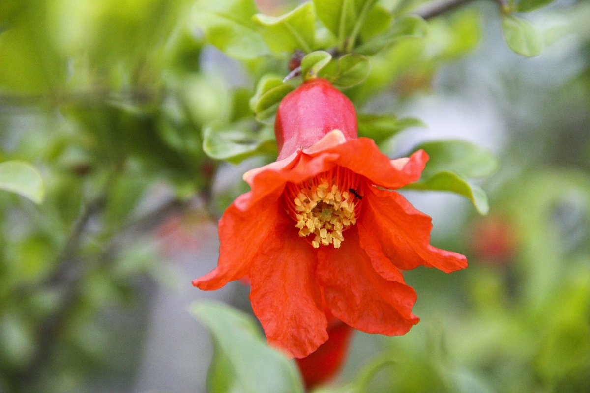 Гранат обыкновенный цветок