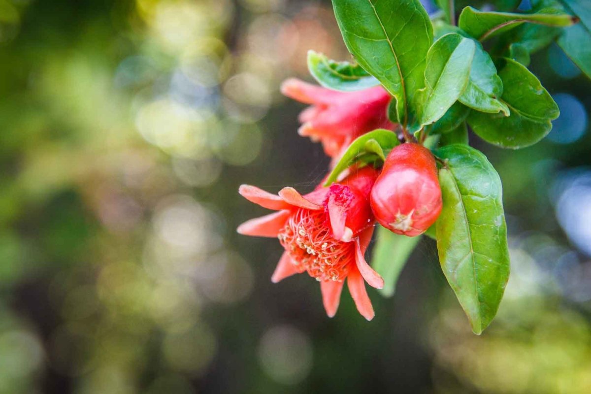 Цветы граната оранжевые