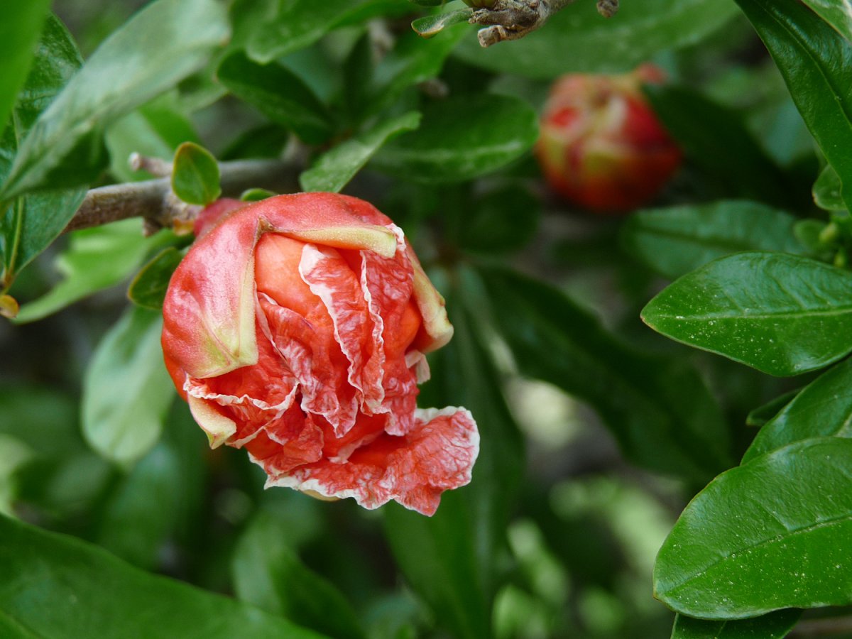 Гранатовое дерево цветет
