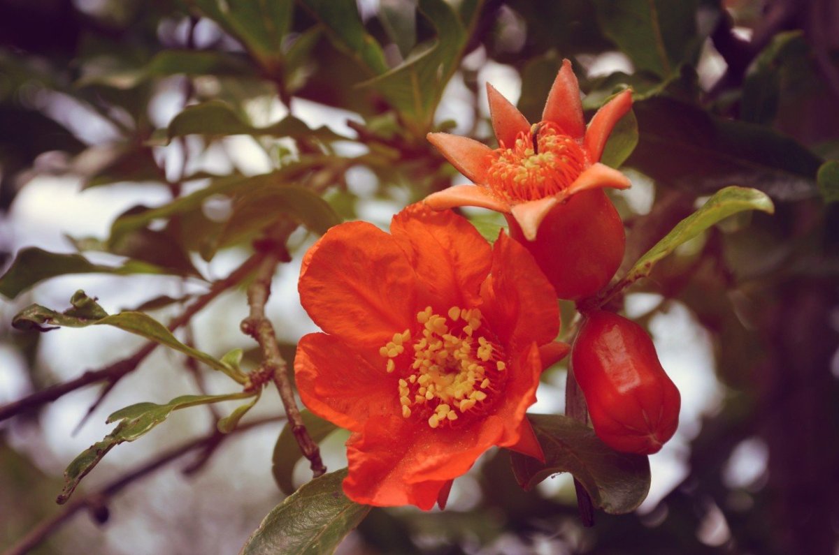 Гранатник кустарник