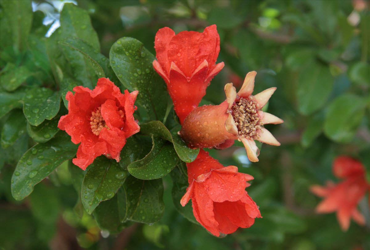 Гранат обыкновенный цветение