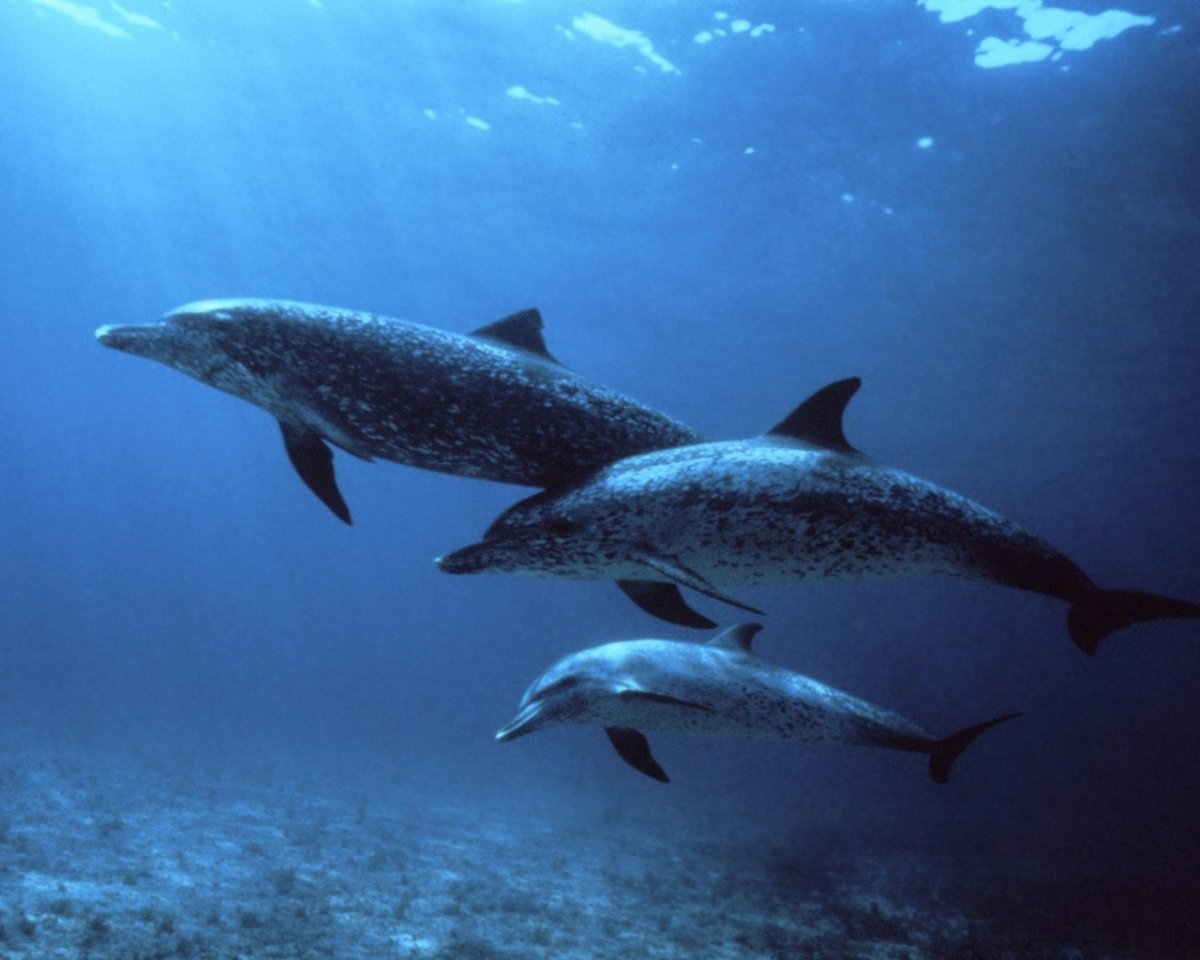 Пятнистый продельфин