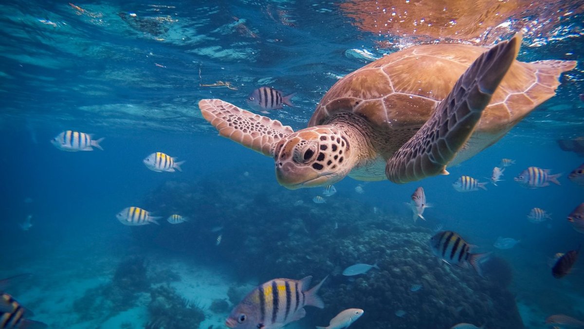 Океан под водой