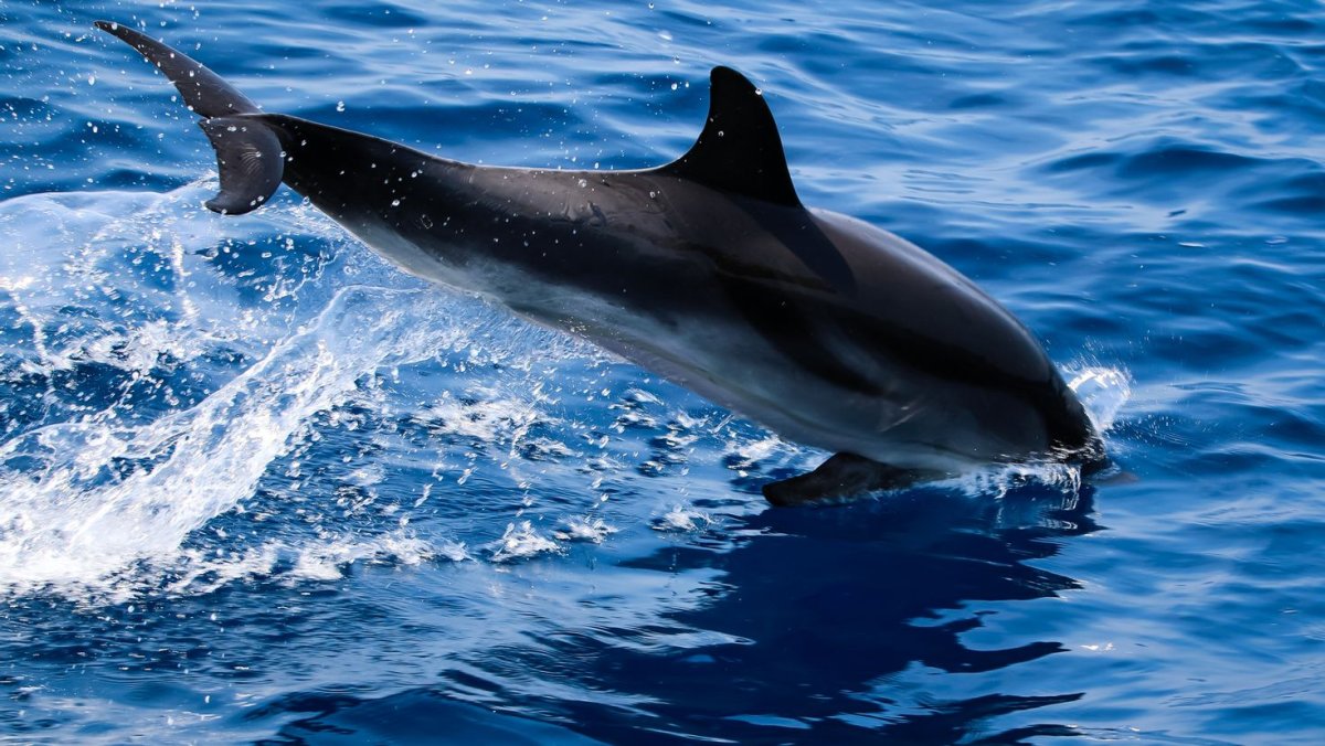 Морские животные дельфины