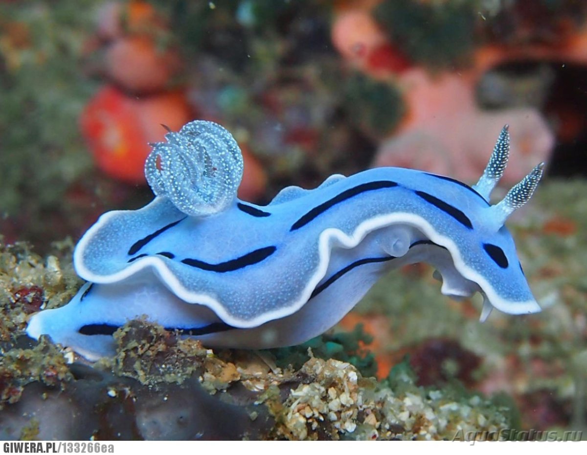 Морской СЛИЗНЯК Голожаберник