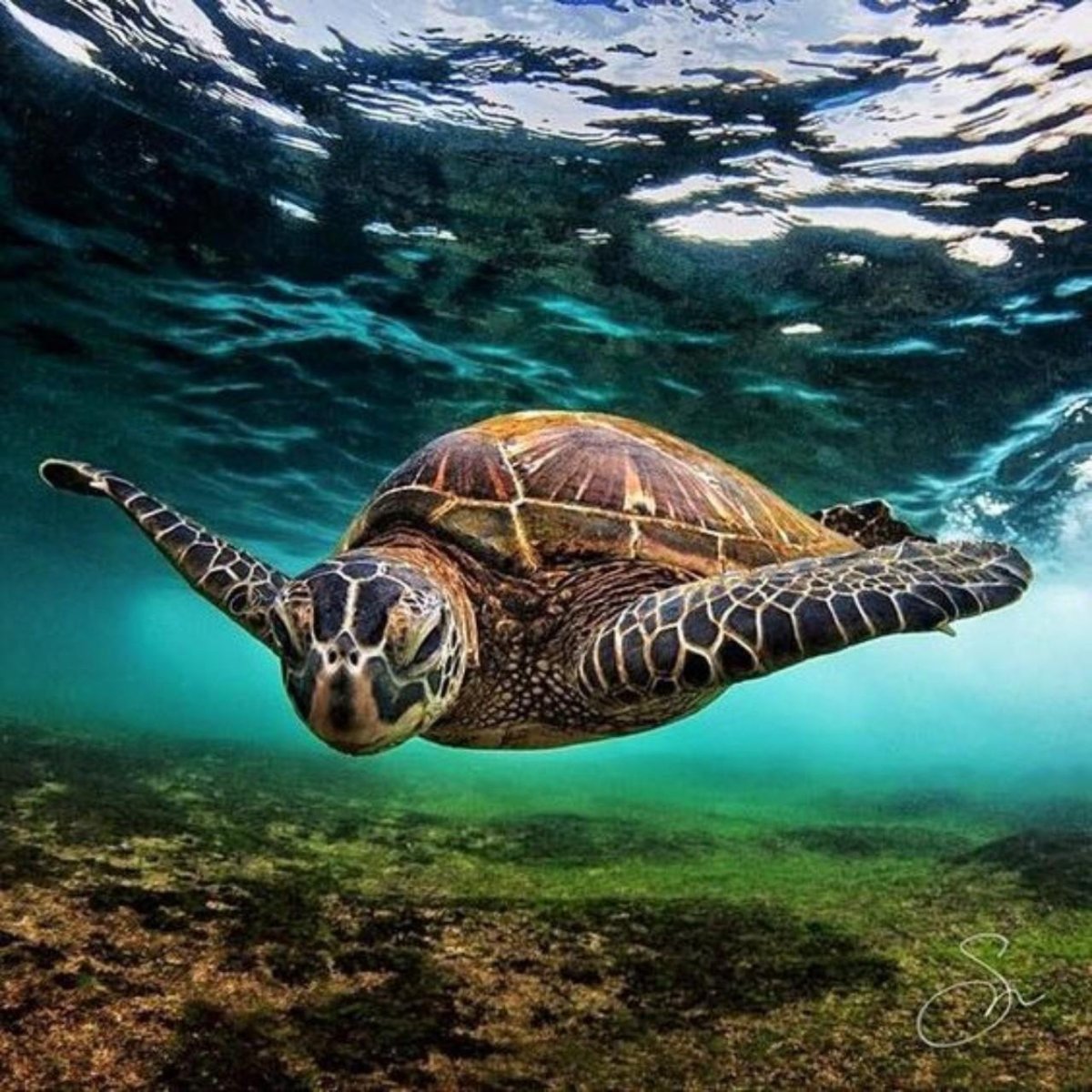 Морская черепаха бисса
