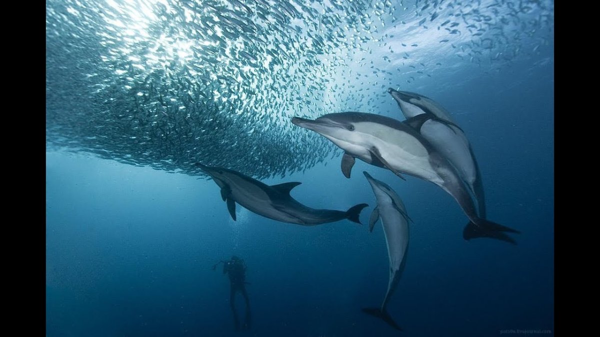 Беломордый Дельфин стая