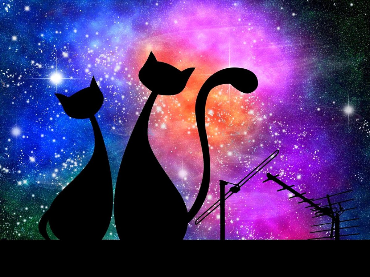 Влюбленные коты на крыше