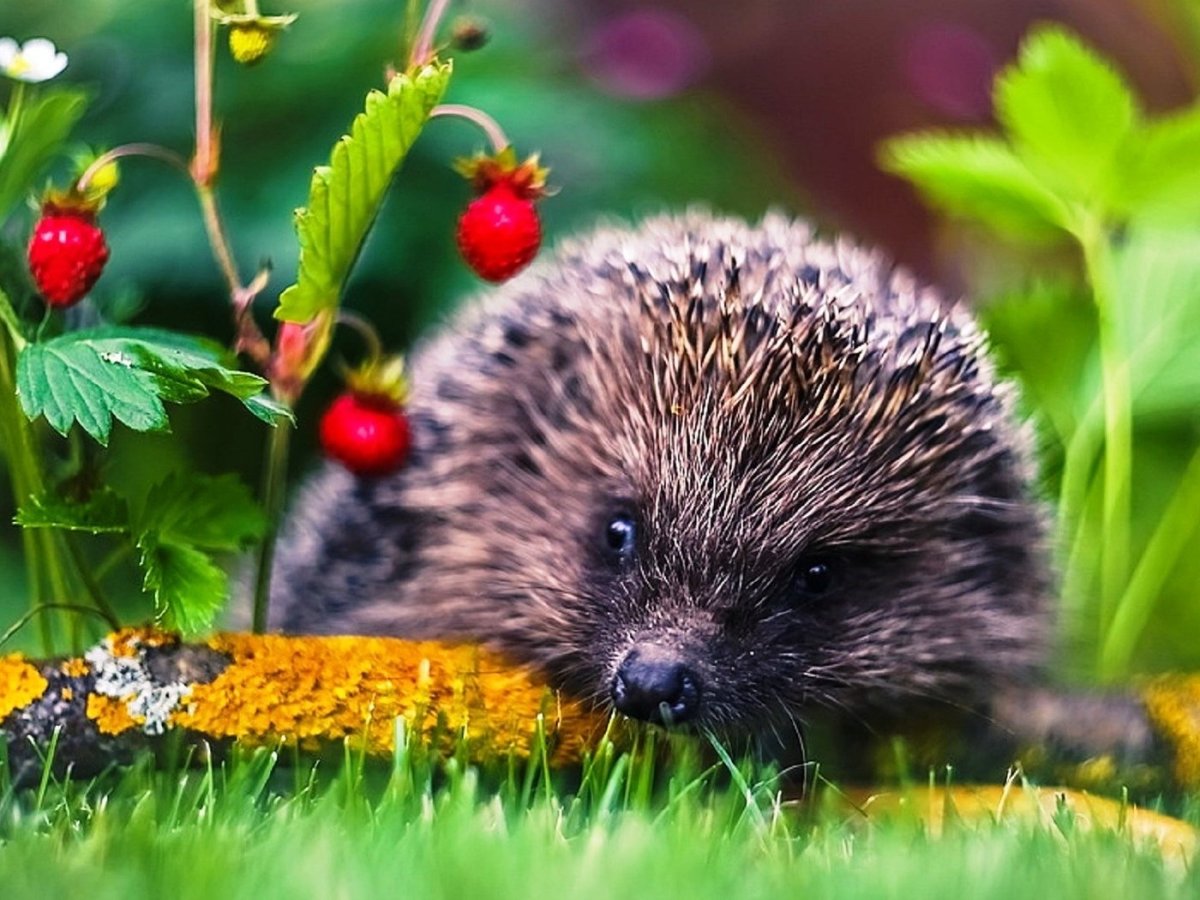 Ежик с яблоком