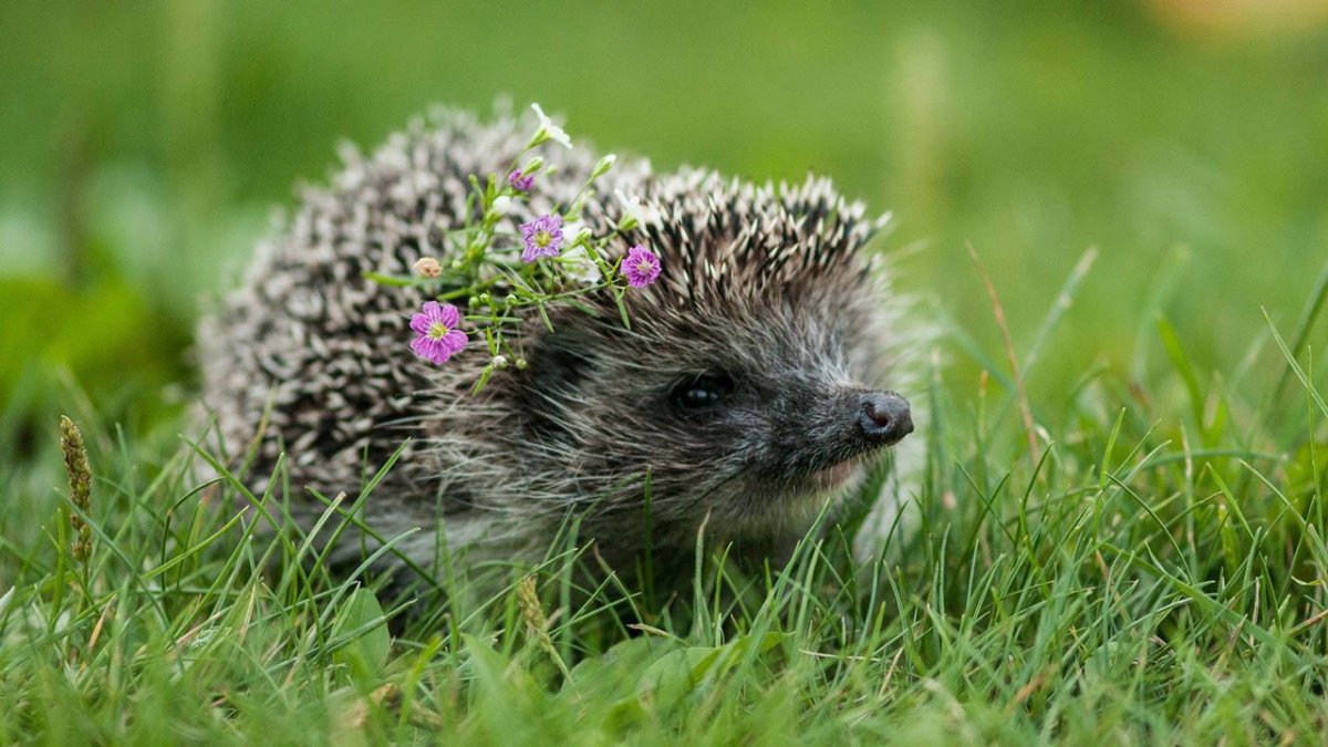 Милые ежики