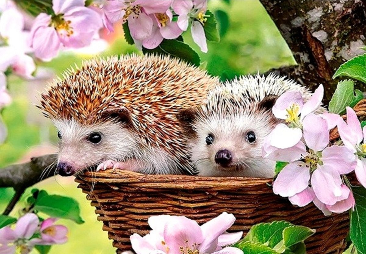 Castorland Puzzle 120 Ежик