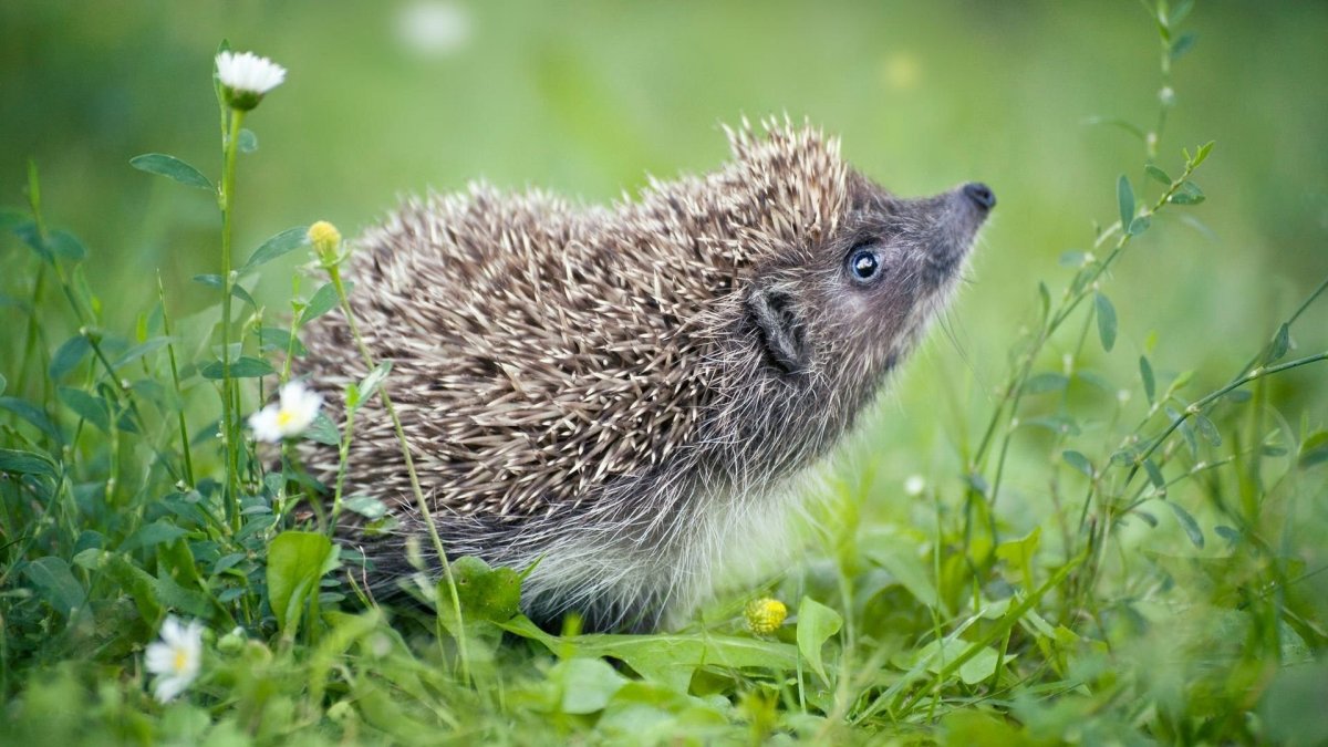 Даурский ёж