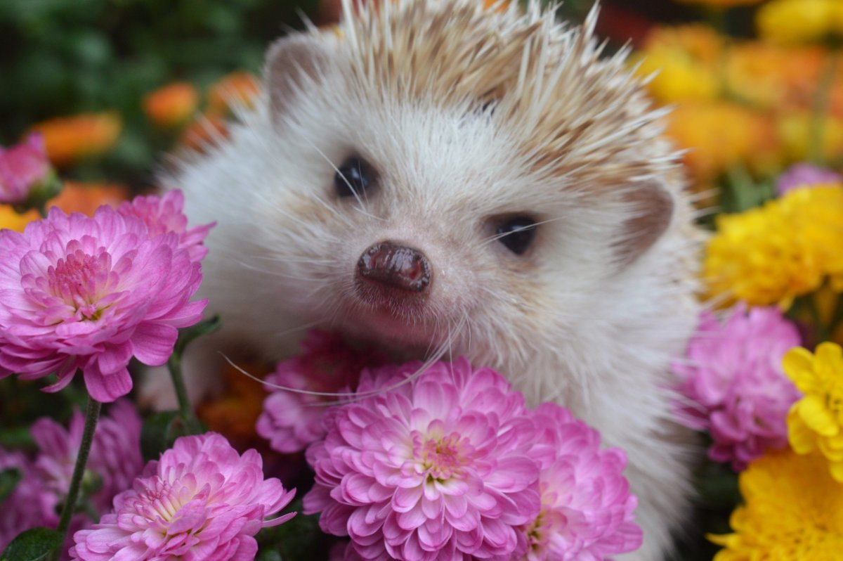 Ежик в цветах