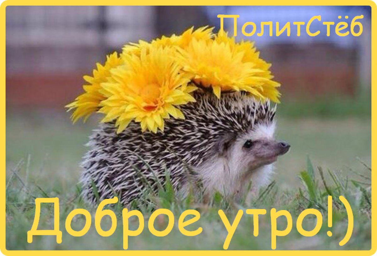 Ежик весной