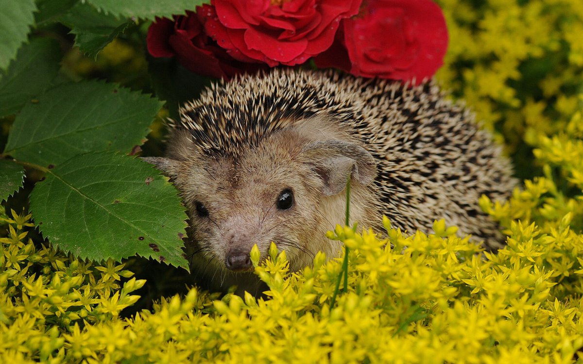 Ежик фото