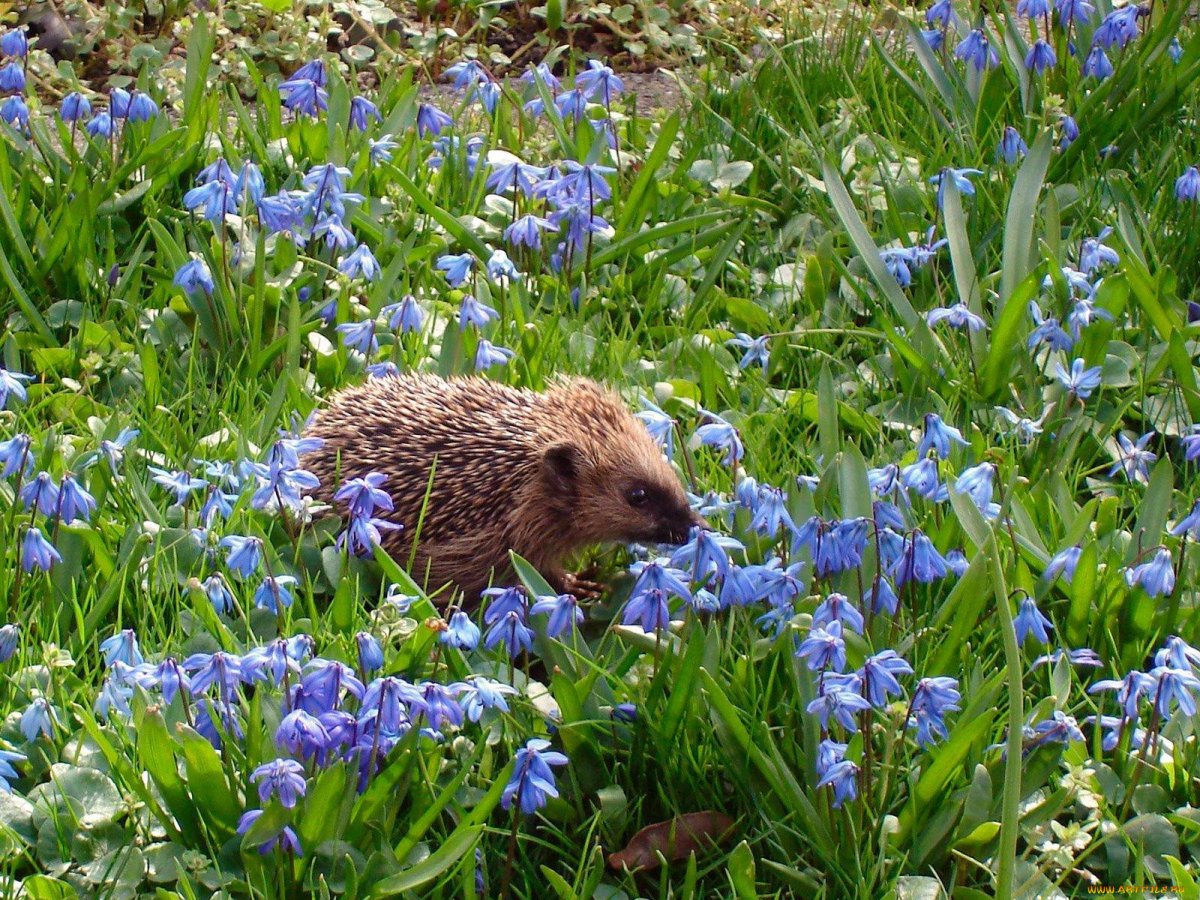 Еж на лугу