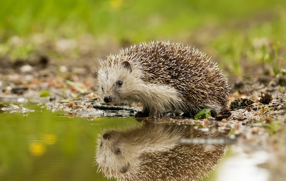 Картинки о ежиках с добрым утром
