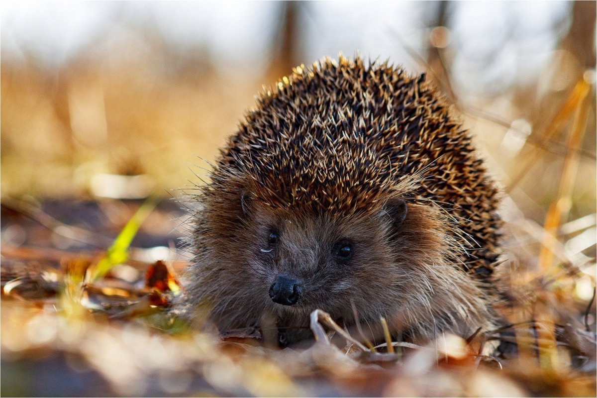 Ежик весной