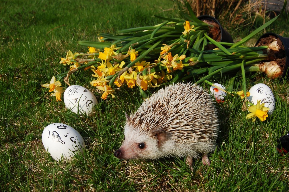 Ежик Весна