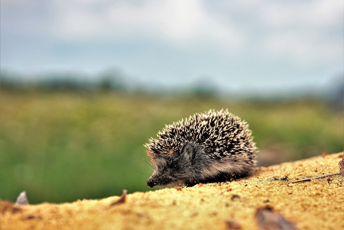 Ежик на дороге