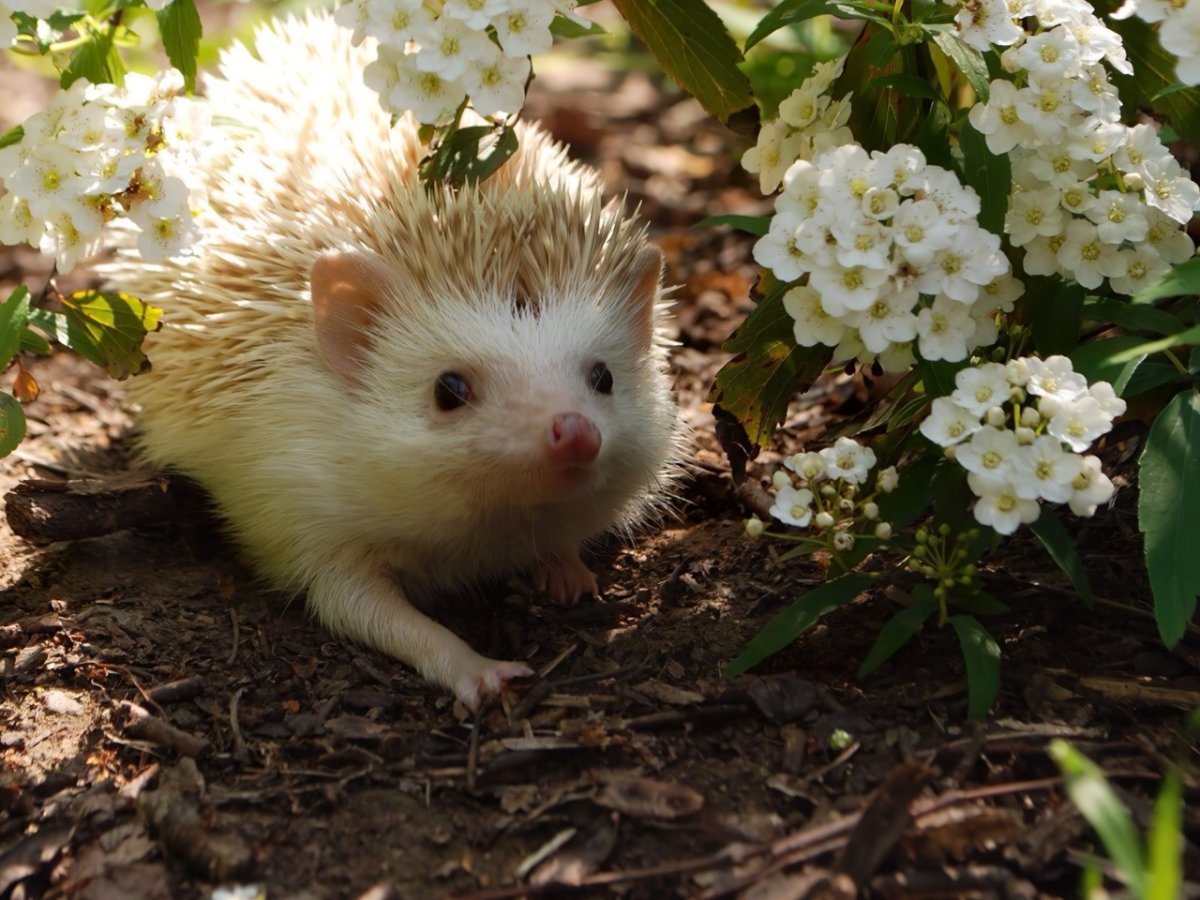 Весенний Ёжик