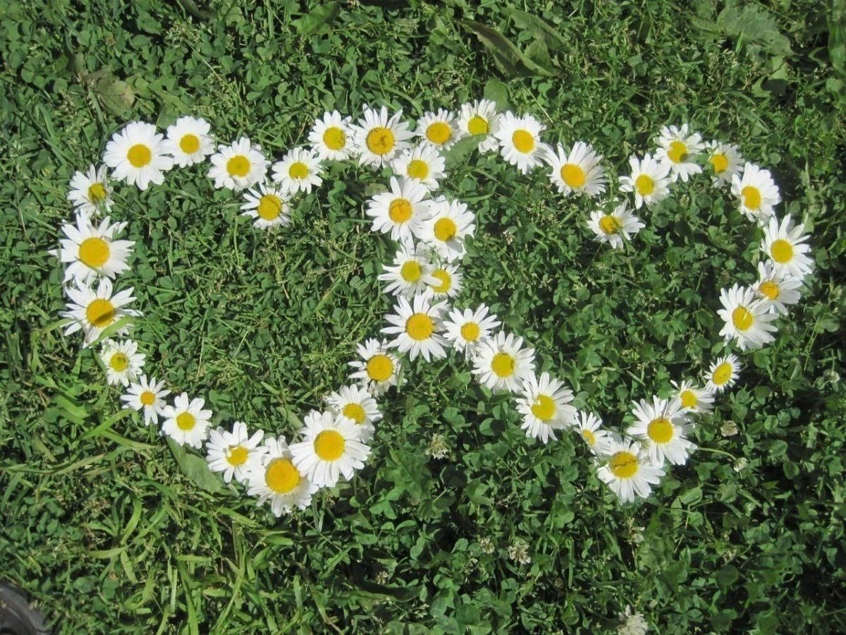 День Семт любвтбт вернлстт