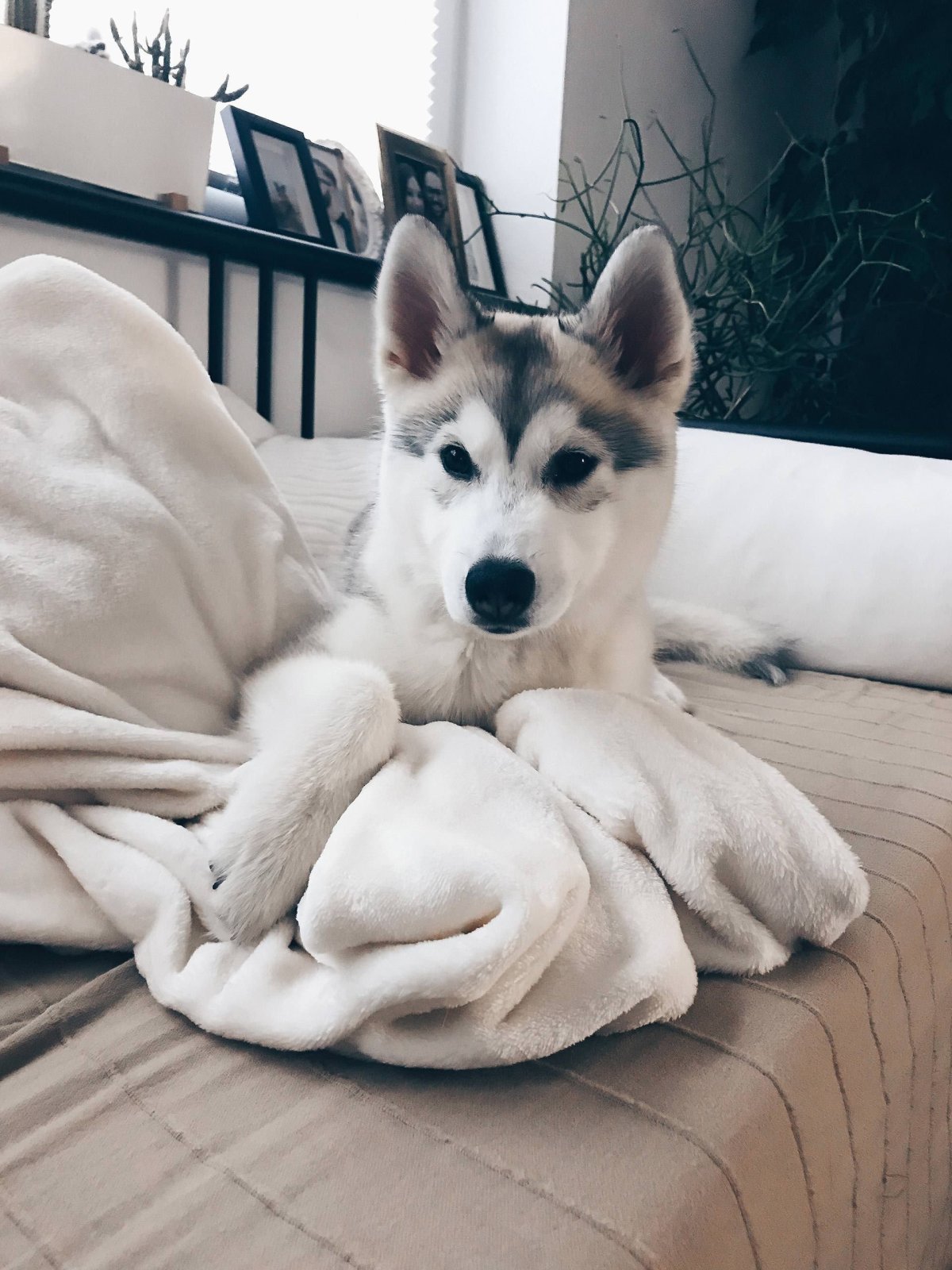 Эстетика хаски щенок