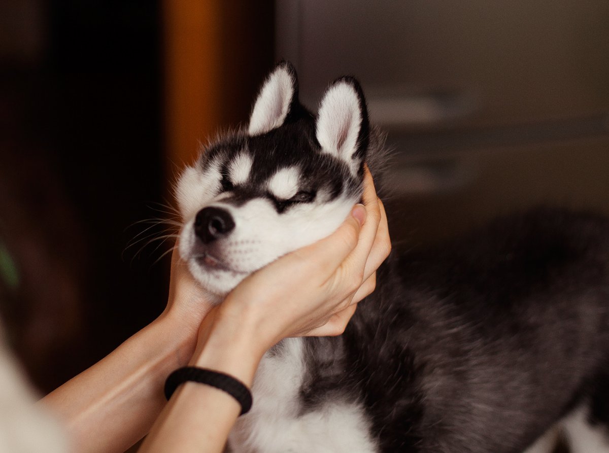 Милые хаски