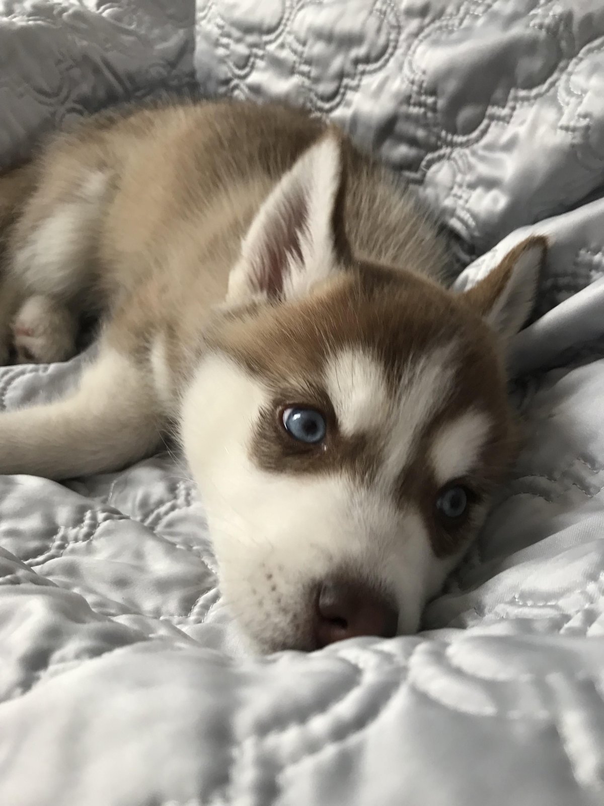 Миленькие домашние собаки хаски щенки