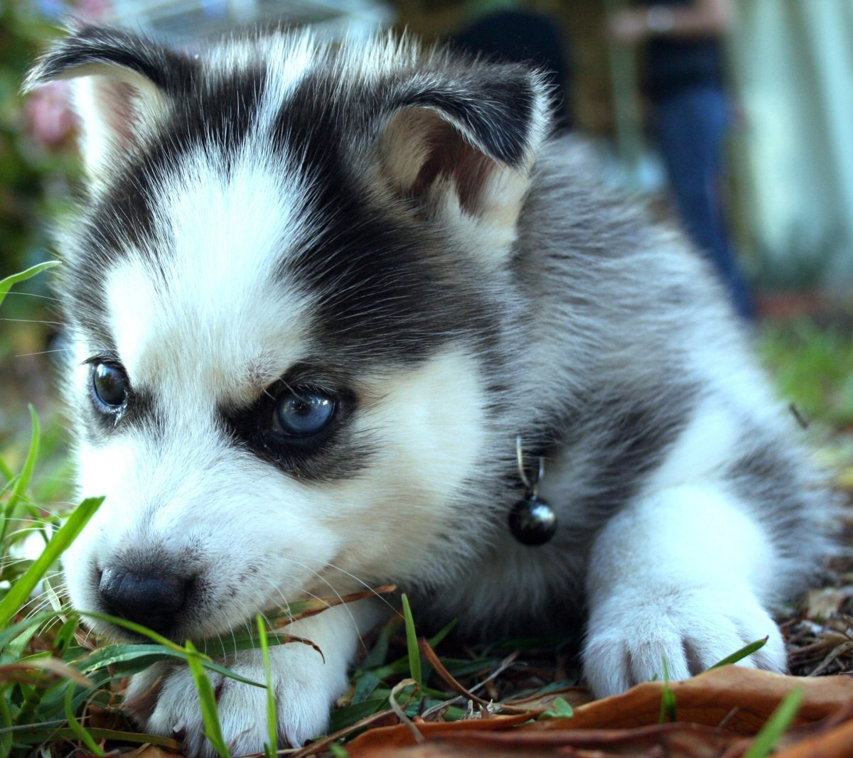 Сибирский хаски маленький