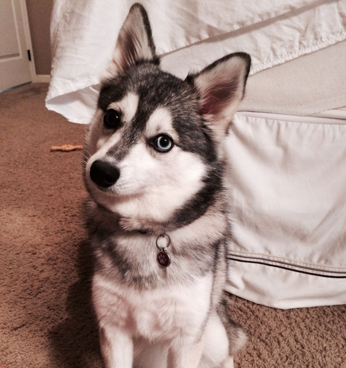 Аляскинский кли-Кай щенки