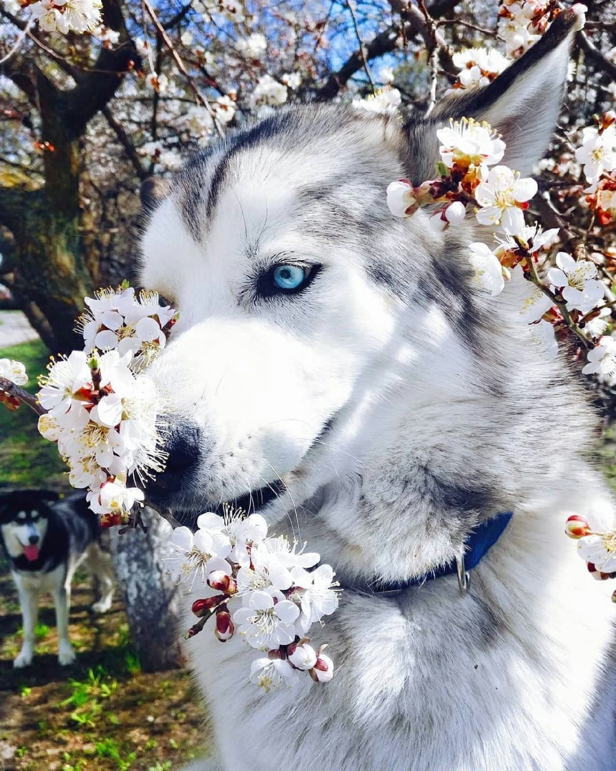 Хаски весной