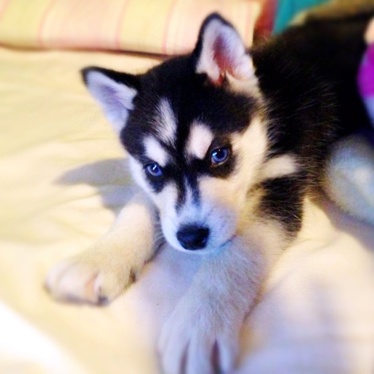 Маленькие кутята хаски