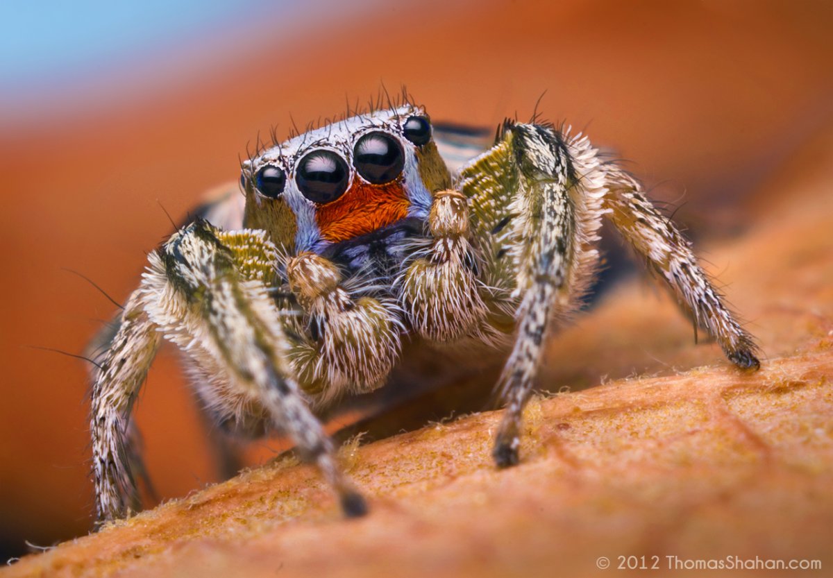 Паук Томас паук Томас