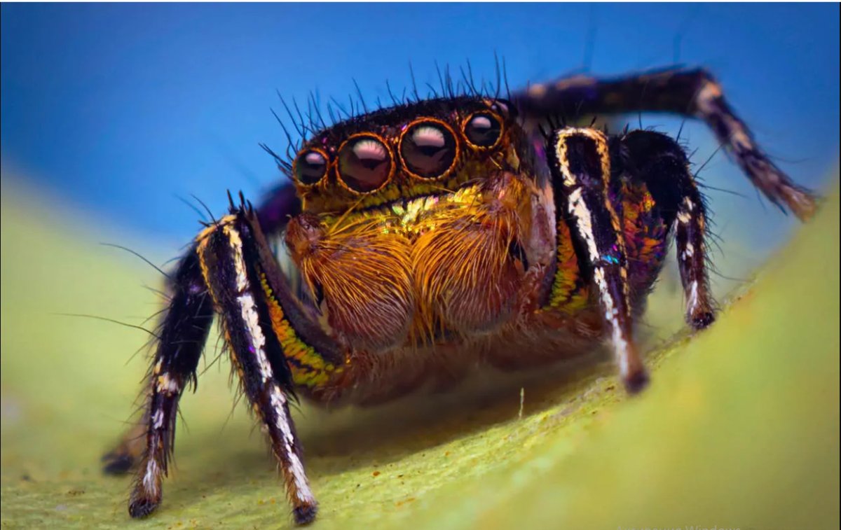 Паук скакун